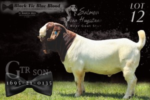 WITHDRAWN - 1X BOER GOAT BUCK SALMON VAN HUYSTEEN BOER GOAT STUD