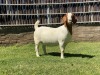 1X BOER GOAT STUD DOE KARSTEN BOER GOAT STUD