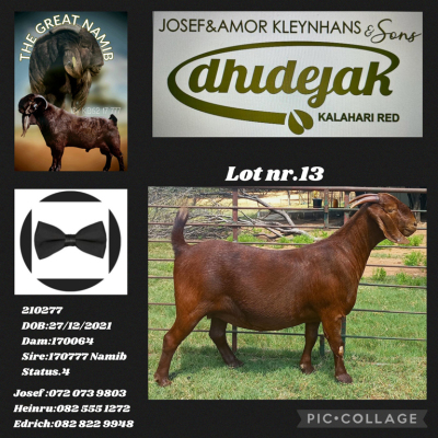 1X KALAHARI RED STUD DOE DHIDEJAK KALAHARI RED