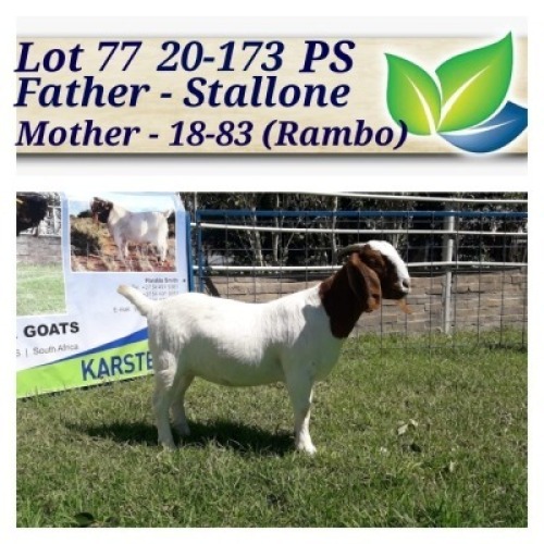 1X BOERBOK OOI/EWE POTENSIEEL STOET