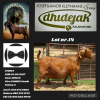 1X KALAHARI RED STUD DOE DHIDEJAK KALAHARI RED