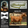 1X KALAHARI RED STUD DOE DHIDEJAK KALAHARI RED