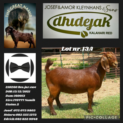 1X KALAHARI RED STUD DOE DHIDEJAK KALAHARI RED