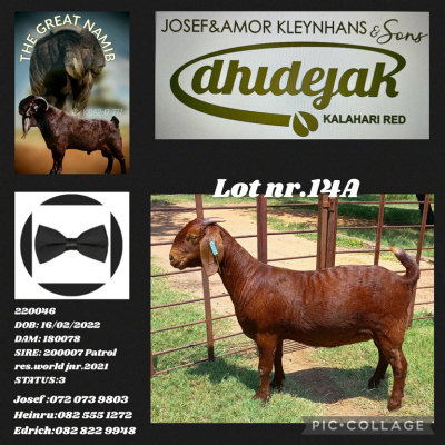 1X KALAHARI RED STUD DOE DHIDEJAK KALAHARI RED