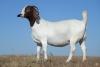 1X BOER GOAT STUD DOE NICO BOTHA BOER GOAT STUD