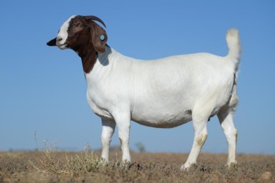 1X BOER GOAT STUD DOE NICO BOTHA BOER GOAT STUD