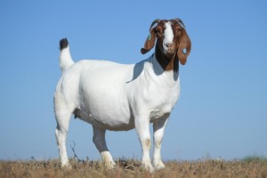 1X BOER GOAT STUD DOE NICO BOTHA BOER GOAT STUD