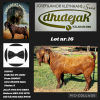 1X KALAHARI RED STUD BUCK DHIDEJAK KALAHARI RED