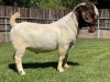 WITHDRAWN - 1X BOER GOAT BUCK KARSTEN BOER GOAT STUD