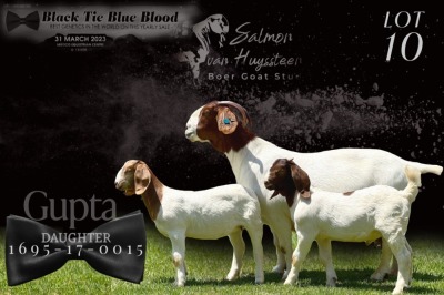 1+2X BOER GOAT STUD DOE SALMON VAN HUYSTEEN BOER GOAT STUD