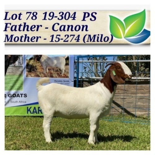 1X BOERBOK OOI/EWE POTENSIEEL STOET