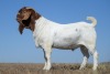 1X BOER GOAT STUD BUCK NICO BOTHA BOER GOAT STUD