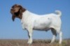 1X BOER GOAT STUD BUCK NICO BOTHA BOER GOAT STUD