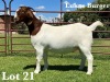 1X BOER GOAT STUD DOE LUKAS BURGER BOER GOAT STUD