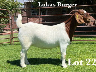 1X BOER GOAT STUD DOE LUKAS BURGER BOER GOAT STUD