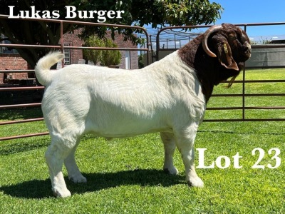 1X BOER GOAT STUD BUCK LUKAS BURGER BOER GOAT STUD