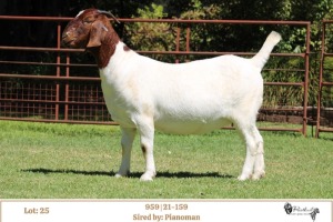 1X BOER GOAT STUD DOE RIETKUIL BOER GOAT STUD