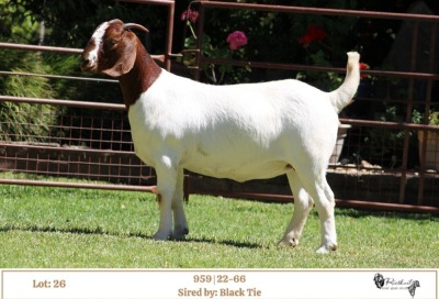 1X BOER GOAT PS DOE RIETKUIL BOER GOAT STUD