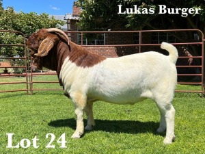 1X BOER GOAT FLOCK BUCK LUKAS BURGER BOER GOAT STUD