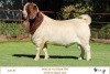 1X BOER GOAT FLOCK. BUCK RIETKUIL BOER GOAT STUD