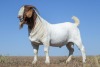 1X BOER GOAT STUD BUCK NICO BOTHA BOER GOAT STUD