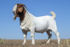 1X BOER GOAT STUD BUCK NICO BOTHA BOER GOAT STUD