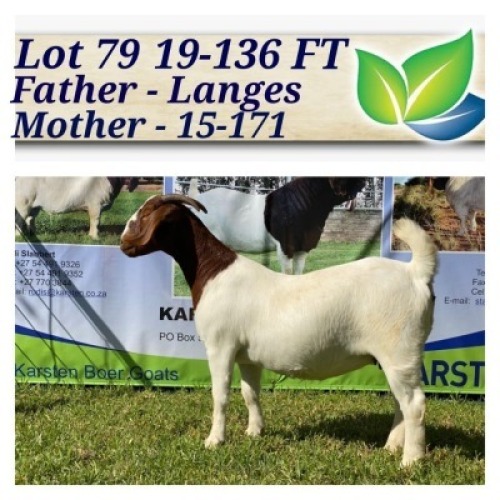 1X BOERBOK OOI/EWE KUDDE/SPEEN