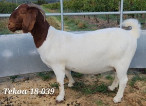 1X BOER GOAT STUD DOE TEKOA BOER GOAT STUD