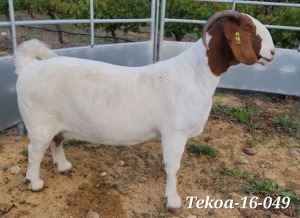 1X BOER GOAT STUD. DOE TEKOA BOER GOAT STUD