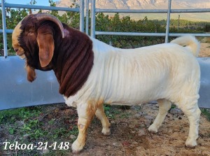 1X BOER GOAT FLOCK BUCK TEKOA BOER GOAT STUD