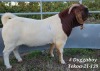 WITHDRAWN -1X BOER GOAT BUCK TEKOA BOER GOAT STUD - 3