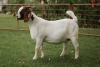 WITHDRAWN -1X BOER GOAT DOE PJ VAN RENSBURG BOER GOAT STUD - 3