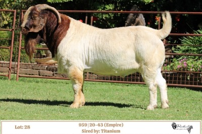 WITHDRAWN -1X BOER GOAT BUCK RIETKUIL BOER GOAT STUD