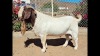 WITHDRAWN- BOER GOAT BUCK NAMA BOER GOAT STUD - 3