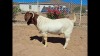 1X BOER GOAT STUD BUCK NAMA BOER GOAT STUD - 3