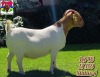 1X BOER GOAT STUD DOE PAARDEFONTEIN BOER GOAT STUD