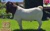 WITHDRAWN. - BOER GOAT BUCK PAARDEFONTEIN BOER GOAT STUD