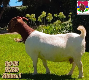 1X BOER GOAT FLOCK DOE PAARDEFONTEIN BOER GOAT STUD