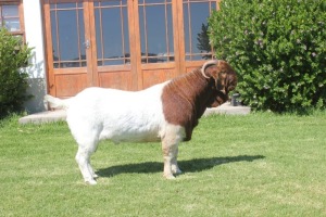 WITHDRAWN- 1 XGOAT BUCK DIRK LOTTER BOER GOAT STUD