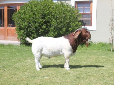 WITHDRAWN- BOER GOAT BUCK DIRK LOTTER BOER GOAT STUD