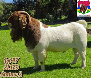 1X BOER GOAT FLOCK BUCK PAARDEFONTEIN BOER GOAT STUD