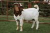 1X BOER GOAT FLOCK BUCK PJ VAN RENSBURG BOER GOAT STUD - 3