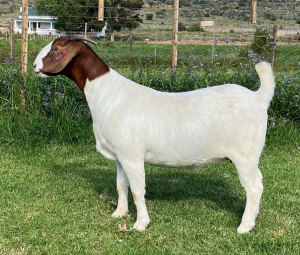 1X BOER GOAT STUD DOE DIRK LOTTER BOER GOAT STUD