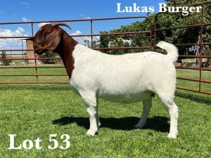 WITHDRAWN- BOER GOAT DOE LUKAS BURGER BOER GOAT STUD