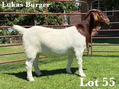 1X BOER GOAT STUD DOE LUKAS BURGER BOER GOAT STUD