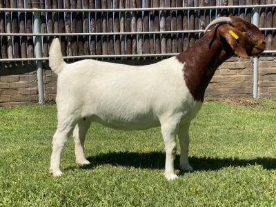 1X BOER GOAT FLOCK DOE KARSTEN BOER GOAT STUD