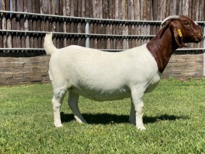 1X BOER GOAT FLOCK DOE KARSTEN BOER GOAT STUD