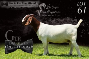 WITHDRAWN- BOER GOAT DOE SALMON VAN HUYSTEEN BOER GOAT STUD