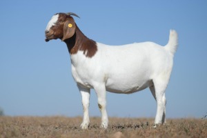 1X BOER GOAT STUD DOE NICO BOTHA BOER GOAT STUD