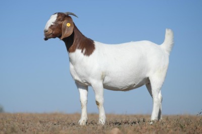 1X BOER GOAT STUD DOE NICO BOTHA BOER GOAT STUD